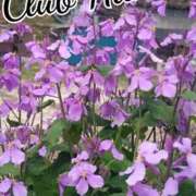 ヒメ日記 2025/09/29 18:00 投稿 辻レイナ クラブ華