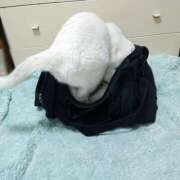 ヒメ日記 2025/09/30 17:00 投稿 辻レイナ クラブ華