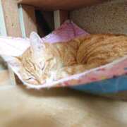 ヒメ日記 2025/10/03 17:00 投稿 辻レイナ クラブ華