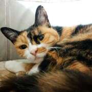 ヒメ日記 2025/10/04 17:00 投稿 辻レイナ クラブ華