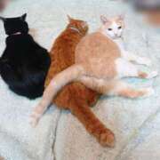 ヒメ日記 2025/10/05 17:00 投稿 辻レイナ クラブ華