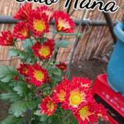 ヒメ日記 2025/10/08 18:00 投稿 辻レイナ クラブ華