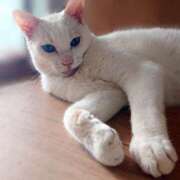 ヒメ日記 2025/10/11 17:00 投稿 辻レイナ クラブ華