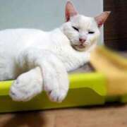 ヒメ日記 2025/10/13 17:00 投稿 辻レイナ クラブ華