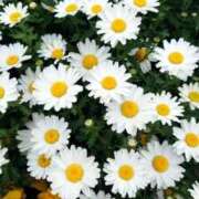 ヒメ日記 2025/10/15 18:00 投稿 辻レイナ クラブ華