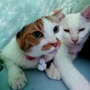 ヒメ日記 2025/10/17 17:00 投稿 辻レイナ クラブ華