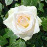 ヒメ日記 2025/10/25 18:00 投稿 辻レイナ クラブ華