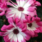 ヒメ日記 2025/10/26 18:00 投稿 辻レイナ クラブ華