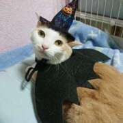 ヒメ日記 2025/10/31 17:00 投稿 辻レイナ クラブ華