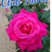 ヒメ日記 2025/11/02 18:00 投稿 辻レイナ クラブ華