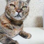 ヒメ日記 2025/11/07 17:00 投稿 辻レイナ クラブ華