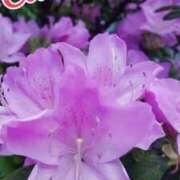 ヒメ日記 2025/11/08 18:00 投稿 辻レイナ クラブ華