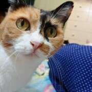 ヒメ日記 2025/11/10 17:00 投稿 辻レイナ クラブ華