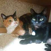 ヒメ日記 2025/11/11 17:00 投稿 辻レイナ クラブ華