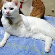 ヒメ日記 2025/11/12 17:00 投稿 辻レイナ クラブ華