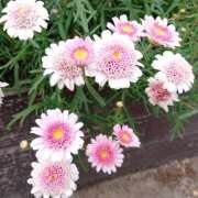 ヒメ日記 2025/11/15 18:00 投稿 辻レイナ クラブ華