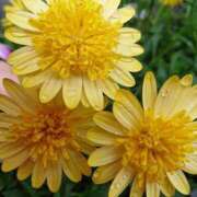 ヒメ日記 2025/11/16 18:00 投稿 辻レイナ クラブ華