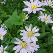 ヒメ日記 2025/11/18 18:00 投稿 辻レイナ クラブ華