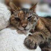 ヒメ日記 2025/11/19 17:00 投稿 辻レイナ クラブ華