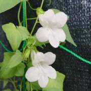 ヒメ日記 2025/11/19 18:00 投稿 辻レイナ クラブ華