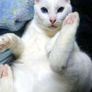 ヒメ日記 2025/11/20 17:00 投稿 辻レイナ クラブ華