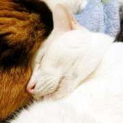 ヒメ日記 2025/11/22 17:00 投稿 辻レイナ クラブ華