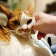 ヒメ日記 2025/11/23 17:00 投稿 辻レイナ クラブ華