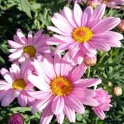 ヒメ日記 2025/11/23 18:00 投稿 辻レイナ クラブ華