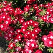 ヒメ日記 2025/11/25 18:00 投稿 辻レイナ クラブ華