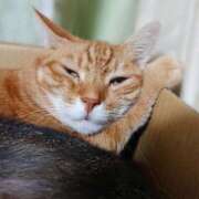 ヒメ日記 2025/11/26 17:00 投稿 辻レイナ クラブ華