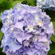 ヒメ日記 2025/11/26 18:00 投稿 辻レイナ クラブ華