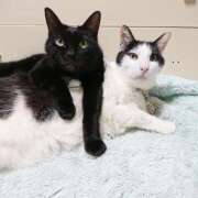 ヒメ日記 2025/11/29 17:00 投稿 辻レイナ クラブ華