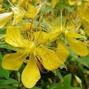 ヒメ日記 2025/11/29 18:00 投稿 辻レイナ クラブ華