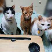 ヒメ日記 2025/11/30 17:00 投稿 辻レイナ クラブ華