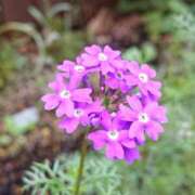 ヒメ日記 2025/12/01 18:00 投稿 辻レイナ クラブ華