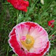 ヒメ日記 2025/12/05 18:00 投稿 辻レイナ クラブ華