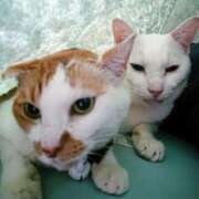 ヒメ日記 2025/12/08 17:00 投稿 辻レイナ クラブ華