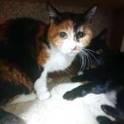 ヒメ日記 2025/12/09 17:00 投稿 辻レイナ クラブ華