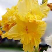 ヒメ日記 2025/12/09 18:00 投稿 辻レイナ クラブ華