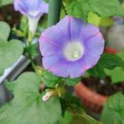 ヒメ日記 2025/12/11 18:00 投稿 辻レイナ クラブ華