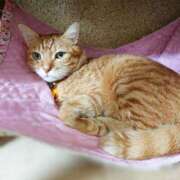 ヒメ日記 2025/12/12 17:00 投稿 辻レイナ クラブ華