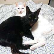 ヒメ日記 2025/12/13 17:00 投稿 辻レイナ クラブ華