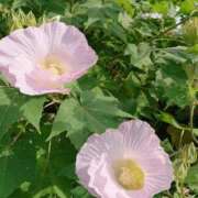 ヒメ日記 2025/12/13 18:00 投稿 辻レイナ クラブ華