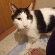 辻レイナ アントン君 クラブ華