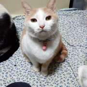 ヒメ日記 2025/12/17 17:00 投稿 辻レイナ クラブ華