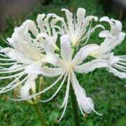 ヒメ日記 2025/12/17 18:00 投稿 辻レイナ クラブ華