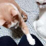 辻レイナ 茶々丸君 クラブ華