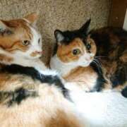 ヒメ日記 2025/12/19 17:00 投稿 辻レイナ クラブ華