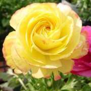 ヒメ日記 2025/12/19 18:00 投稿 辻レイナ クラブ華