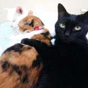 ヒメ日記 2025/12/21 17:00 投稿 辻レイナ クラブ華